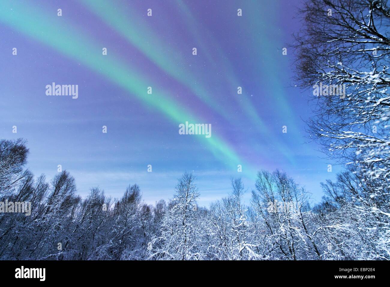 aurora above snowy forest scenery, Norway, Troms, Tromsoe Stock Photo