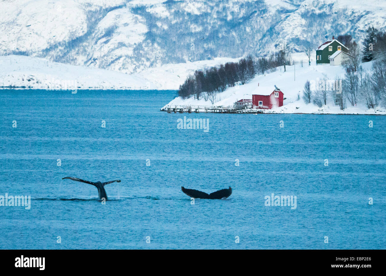 humpback whale (Megaptera novaeangliae), two humpback whale in Kaldfjorden, Norway, Troms, Henrikvik Stock Photo