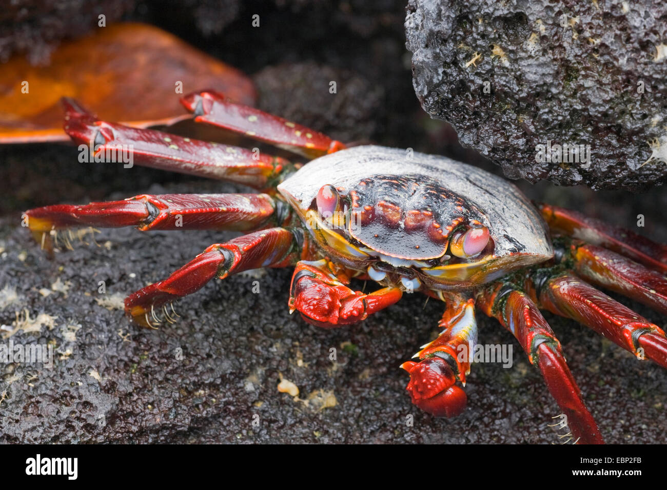 Sally lightfoot crab, Mottled shore crab (Grapsus grapsus), single crab on lava rock, Ecuador, Galapagos Islands, Fernandina, Punta Espinosa Stock Photo