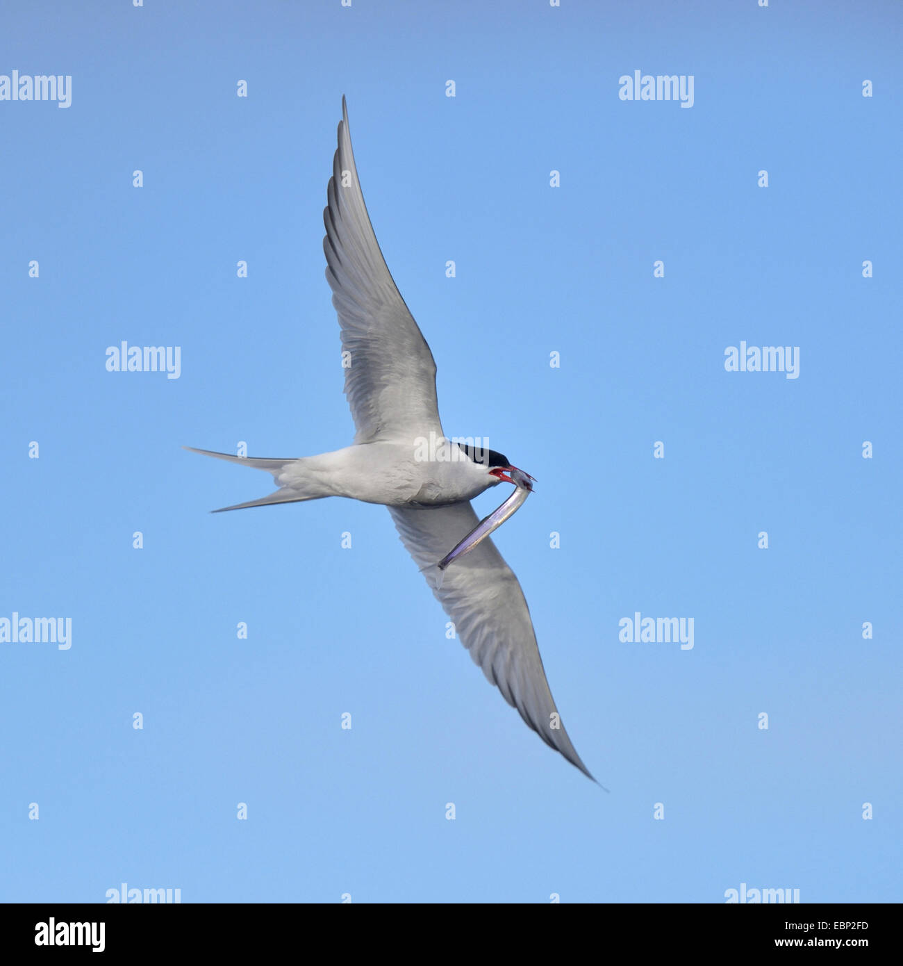 arctic tern (Sterna paradisaea), flying with caught fish in the bill, Iceland Stock Photo