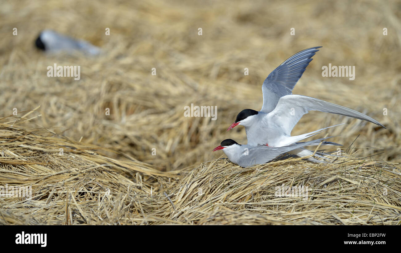 arctic tern (Sterna paradisaea), mating at the nest, Iceland Stock Photo