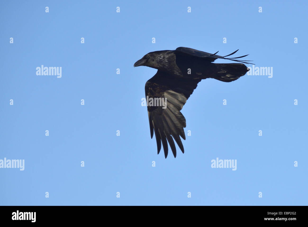 common raven (Corvus corax), flying raven, Iceland Stock Photo