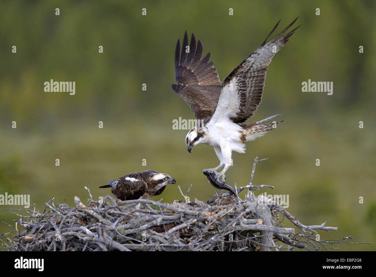 osprey, fish hawk (Pandion haliaetus), breeding pair at the nest, male delivering prey, Finland Stock Photo