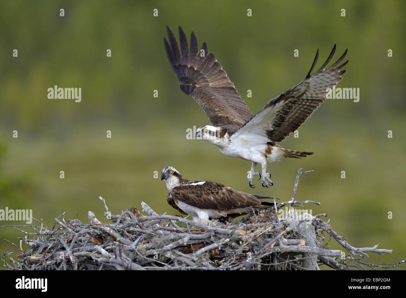 osprey, fish hawk (Pandion haliaetus), male flying off after delivering prey at the nest, Finland Stock Photo