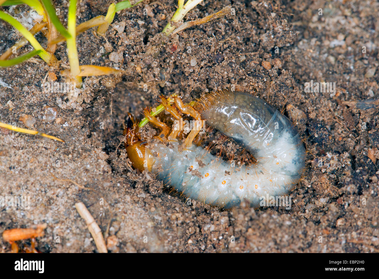 Scarab beetle, Lamellicorn beetle, Ddung beetle, Chafer (Scarabaeidae), digged grub, feeding on plant roots, Germany Stock Photo