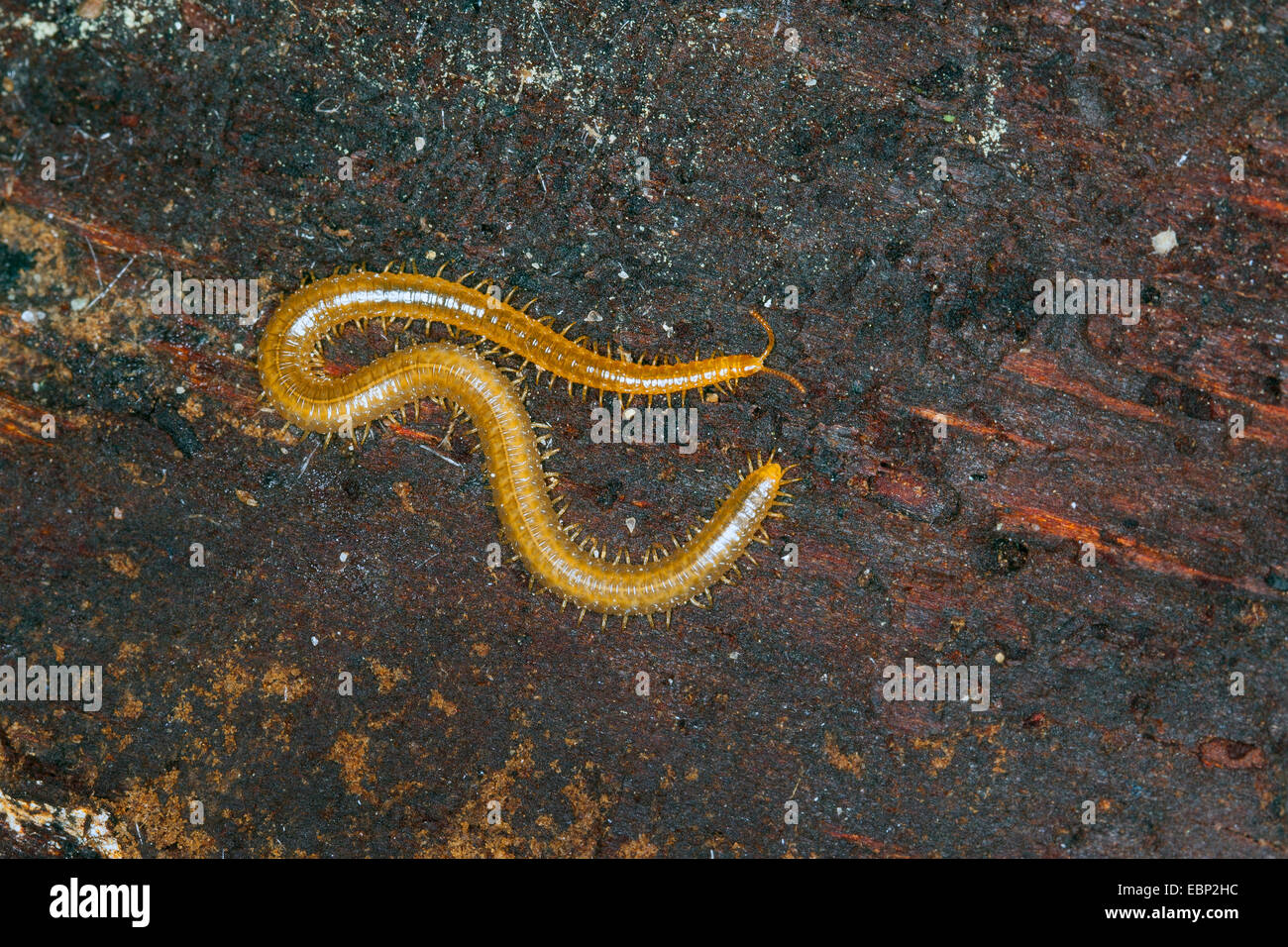geophilomorphs (Henia vesuviana, Chaetechelyne vesuviana), on the ground, France, Corsica Stock Photo