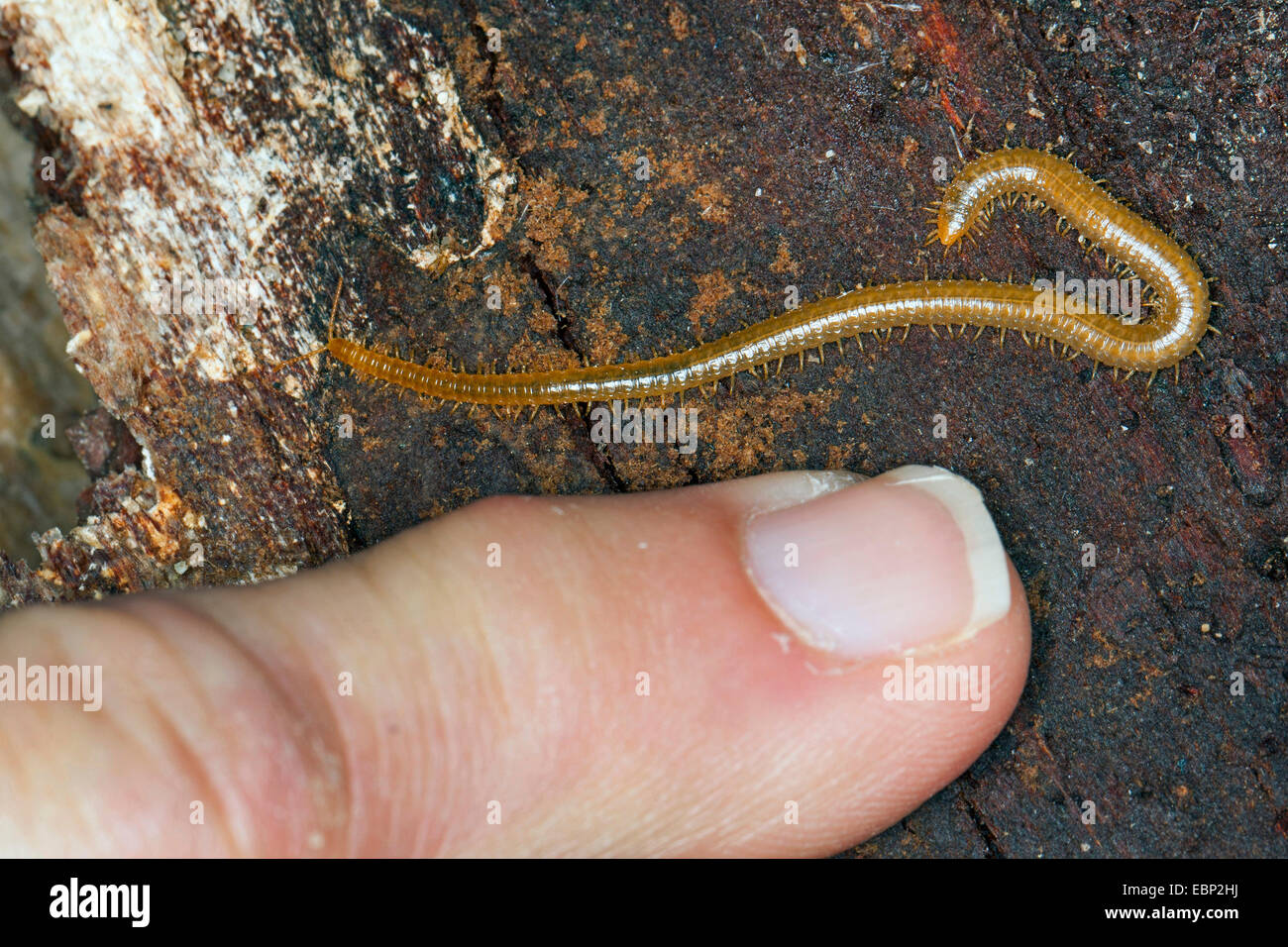 geophilomorphs (Henia vesuviana, Chaetechelyne vesuviana), with a finger for size comparison, France, Corsica Stock Photo