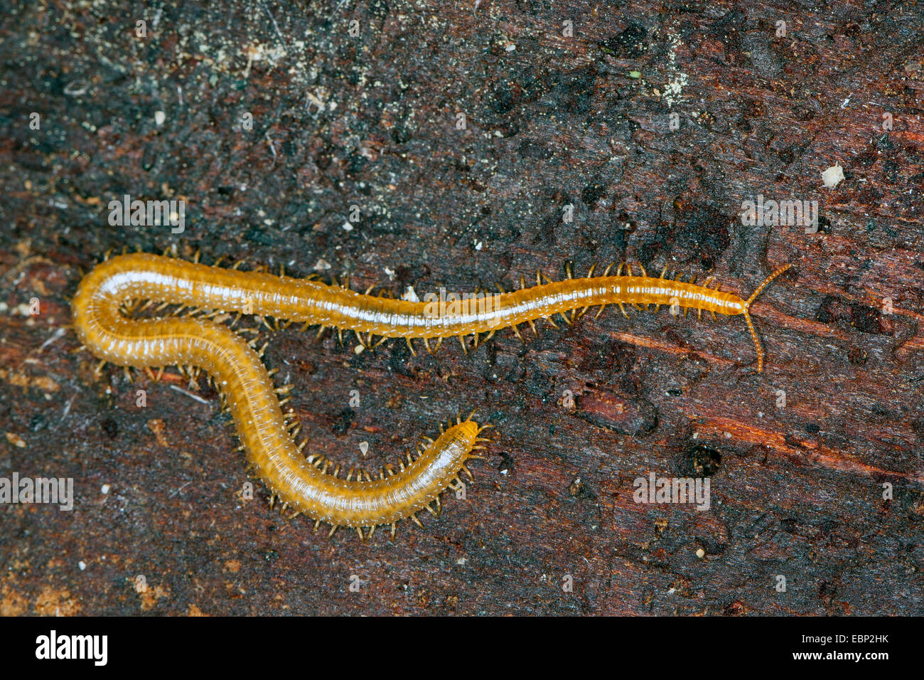geophilomorphs (Henia vesuviana, Chaetechelyne vesuviana), on the ground, France, Corsica Stock Photo