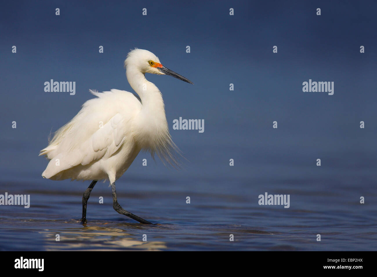 snowy egret (Egretta thula), on the feed, USA, Florida, Sanibel Island Stock Photo