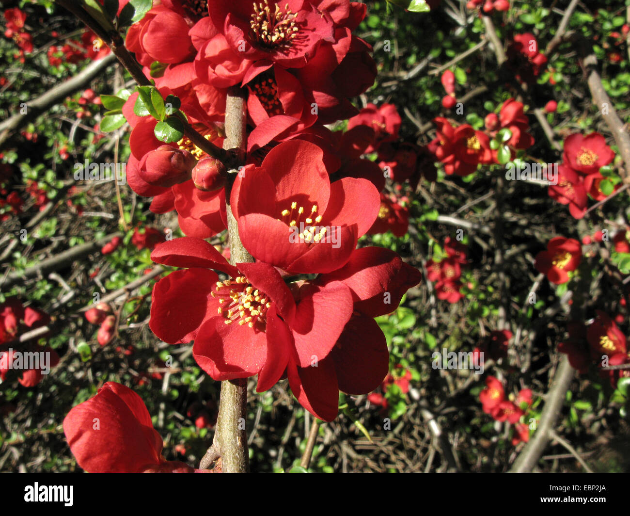 Quince (Chaenomeles spec.), flowering quince Stock Photo