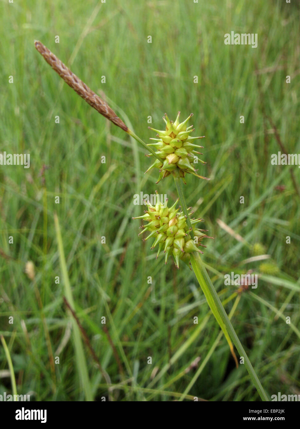 Yellow sedge (Carex lepidocarpa, Carex flava agg.), fruiting, Germany Stock Photo