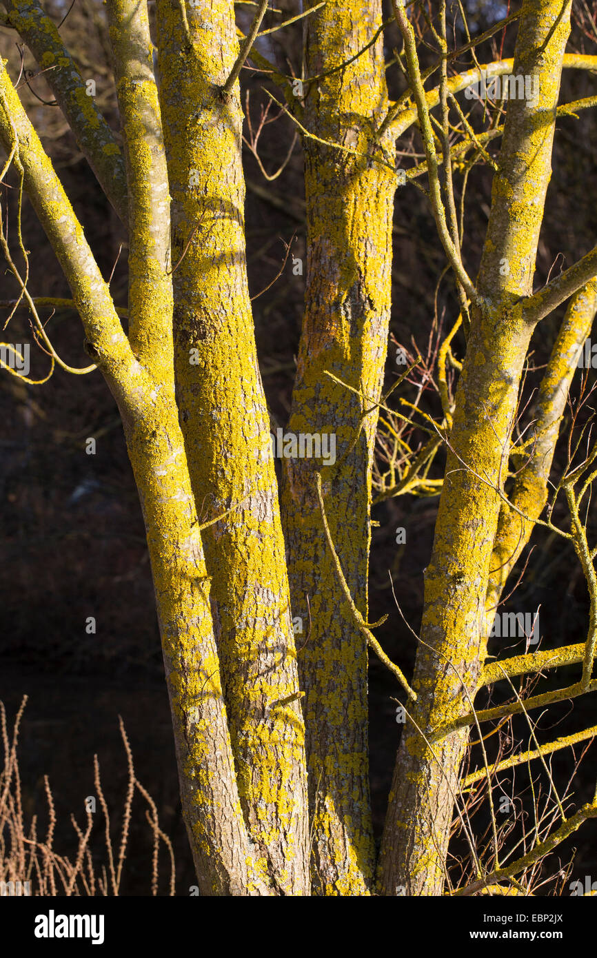 Common orange lichen, Yellow scale, Maritime sunburst lichen, Shore lichen, Golden shield lichen (Xanthoria parietina, Parmelia parietina), lichen on the bark of a tree, Germany Stock Photo
