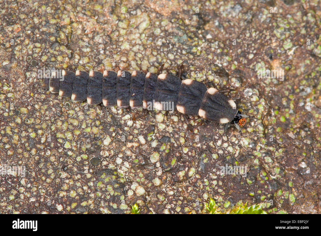 Larva beetle hi-res stock photography and images - Alamy