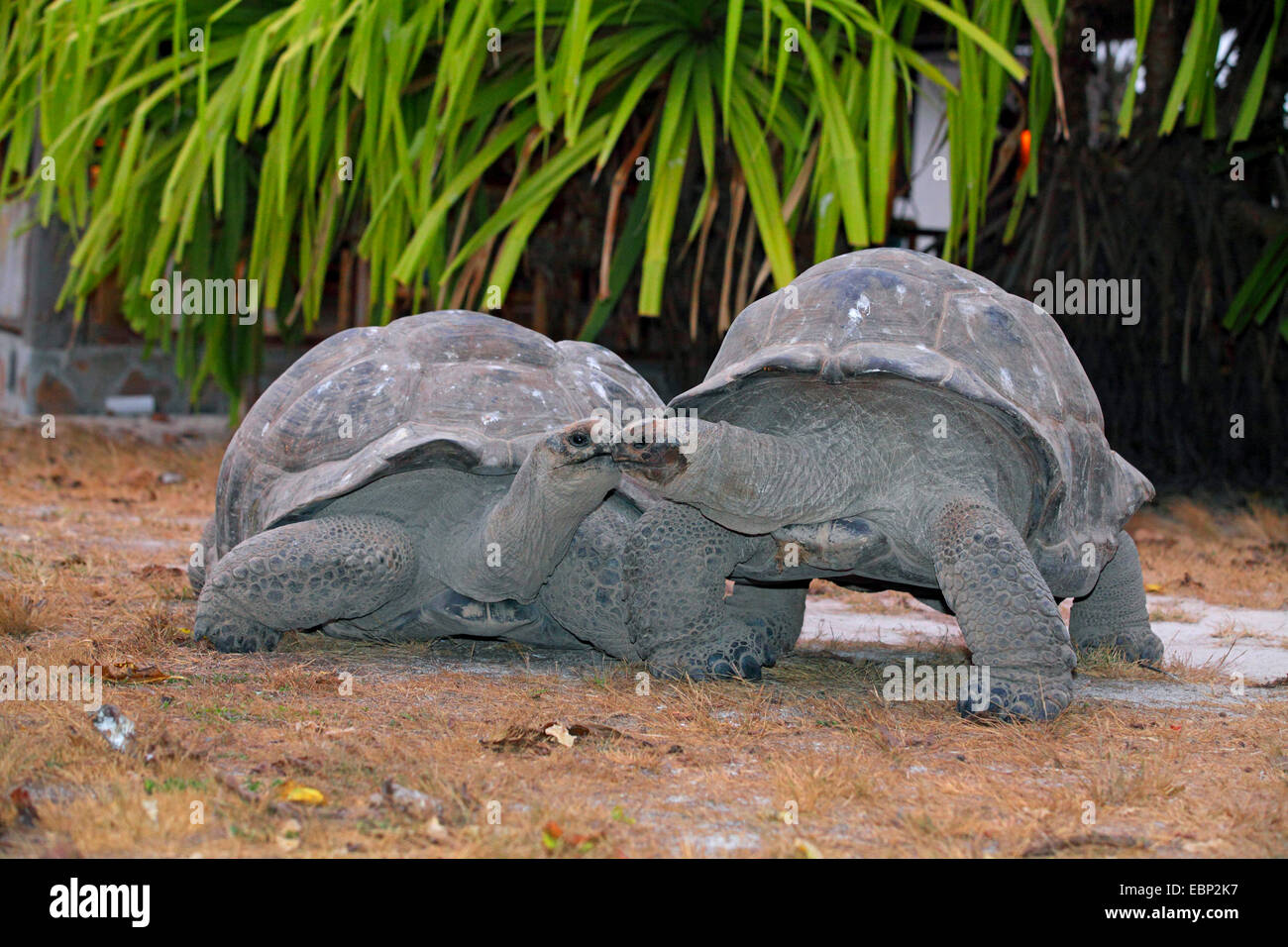 seychelles-giant-tortoise-aldabran-giant-tortoise-aldabra-giant