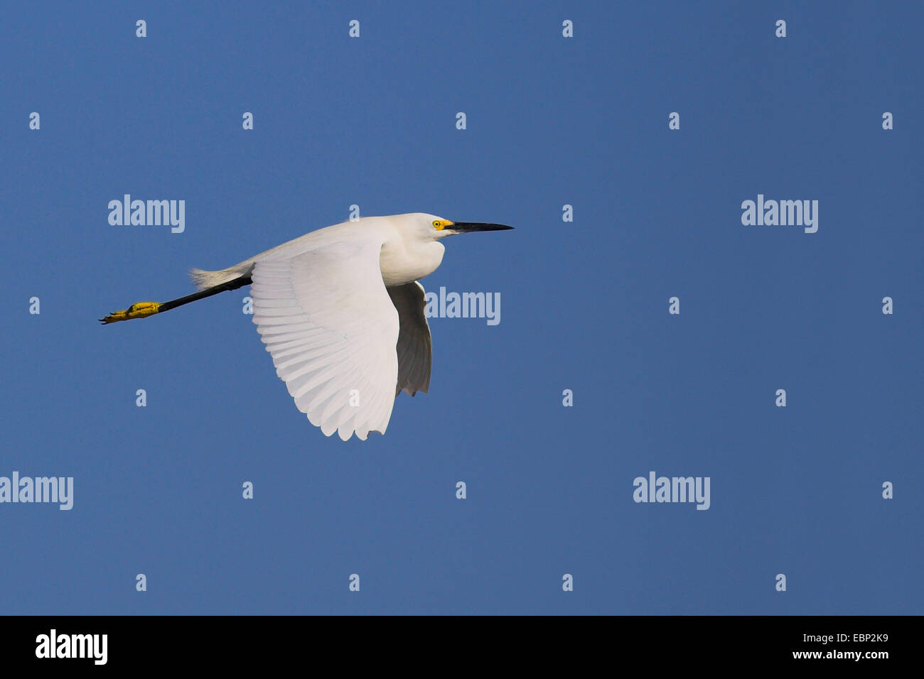 snowy egret (Egretta thula), flying, USA, Florida, Sanibel Island Stock Photo