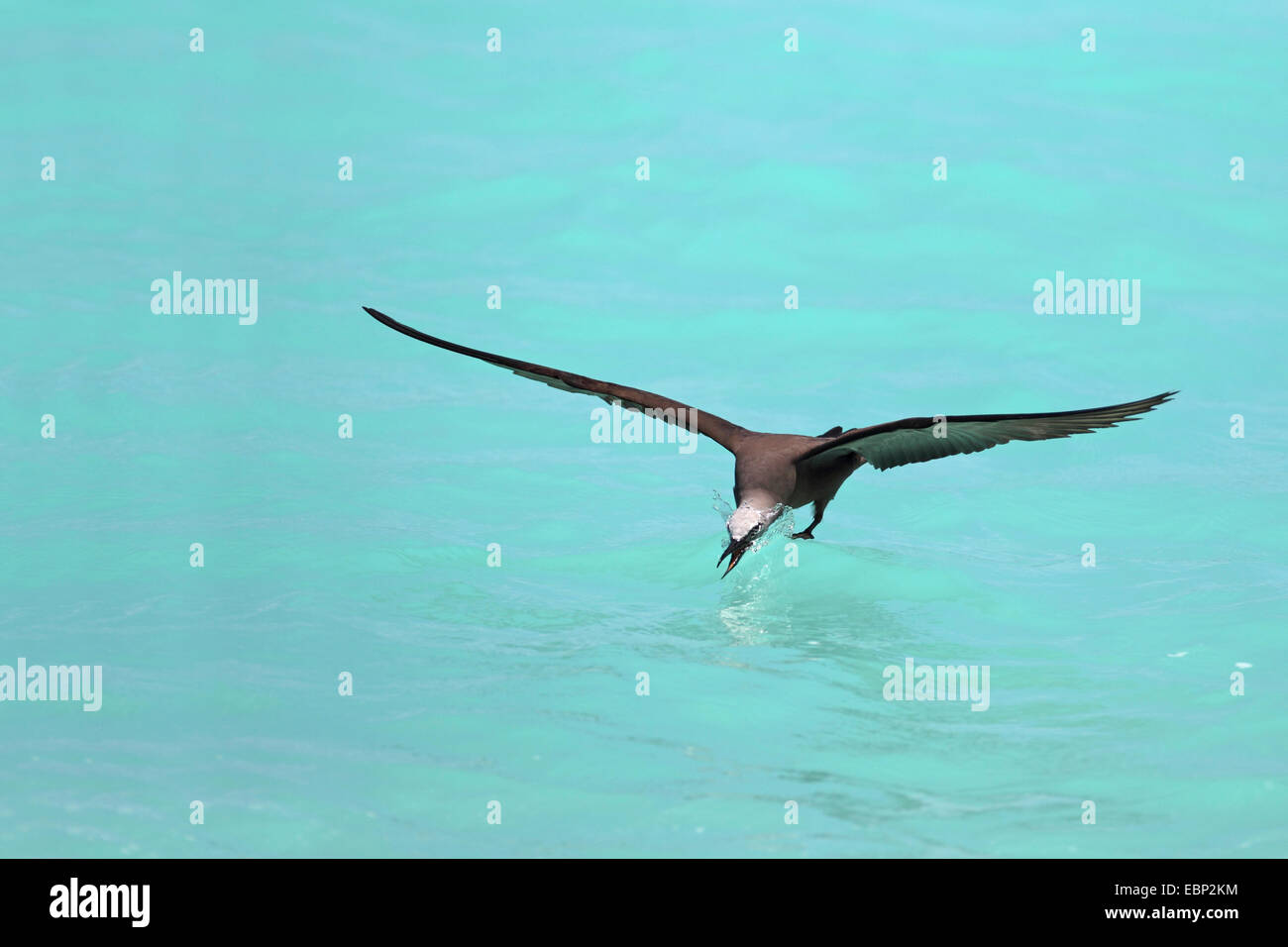 Common noddy, Brown Noddy (Anous stolidus), catching in flight fishes from the water surfaces, Seychelles, Bird Island Stock Photo