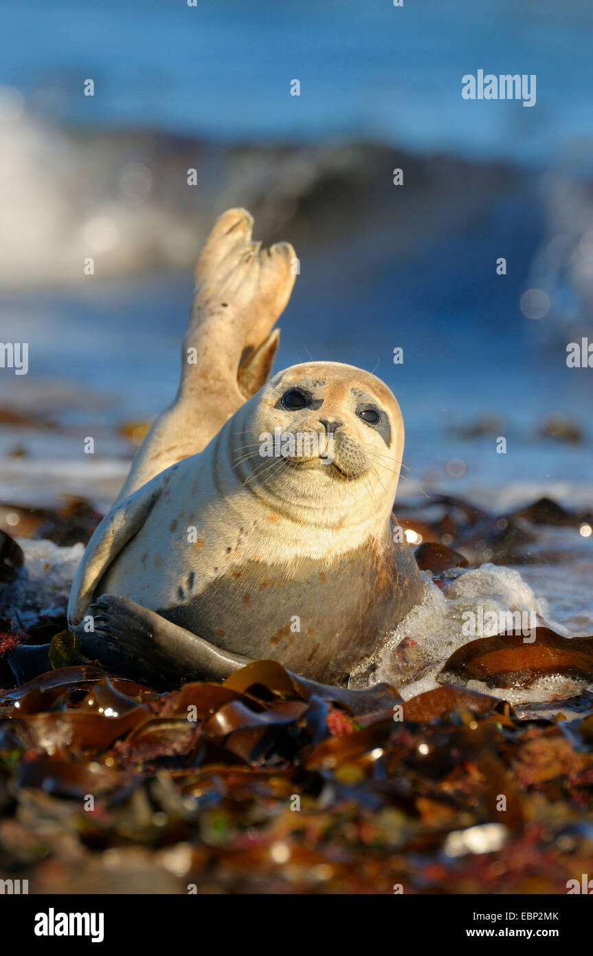 harbor seal, common seal (Phoca vitulina), young seal sprawling in the surf at comming high tide, Germany, Schleswig-Holstein, Heligoland Stock Photo