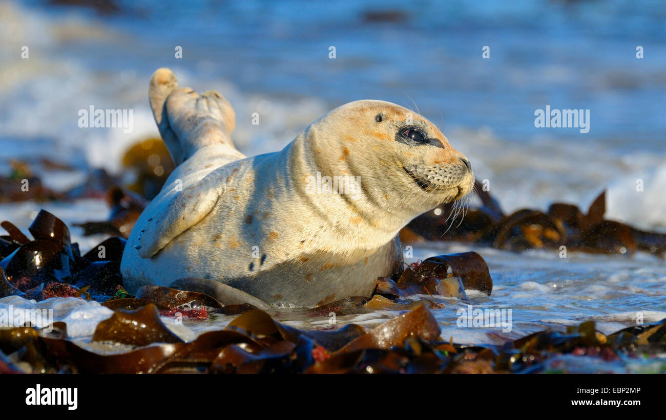 harbor seal, common seal (Phoca vitulina), young seal sprawling in the surf at comming high tide, Germany, Schleswig-Holstein, Heligoland Stock Photo