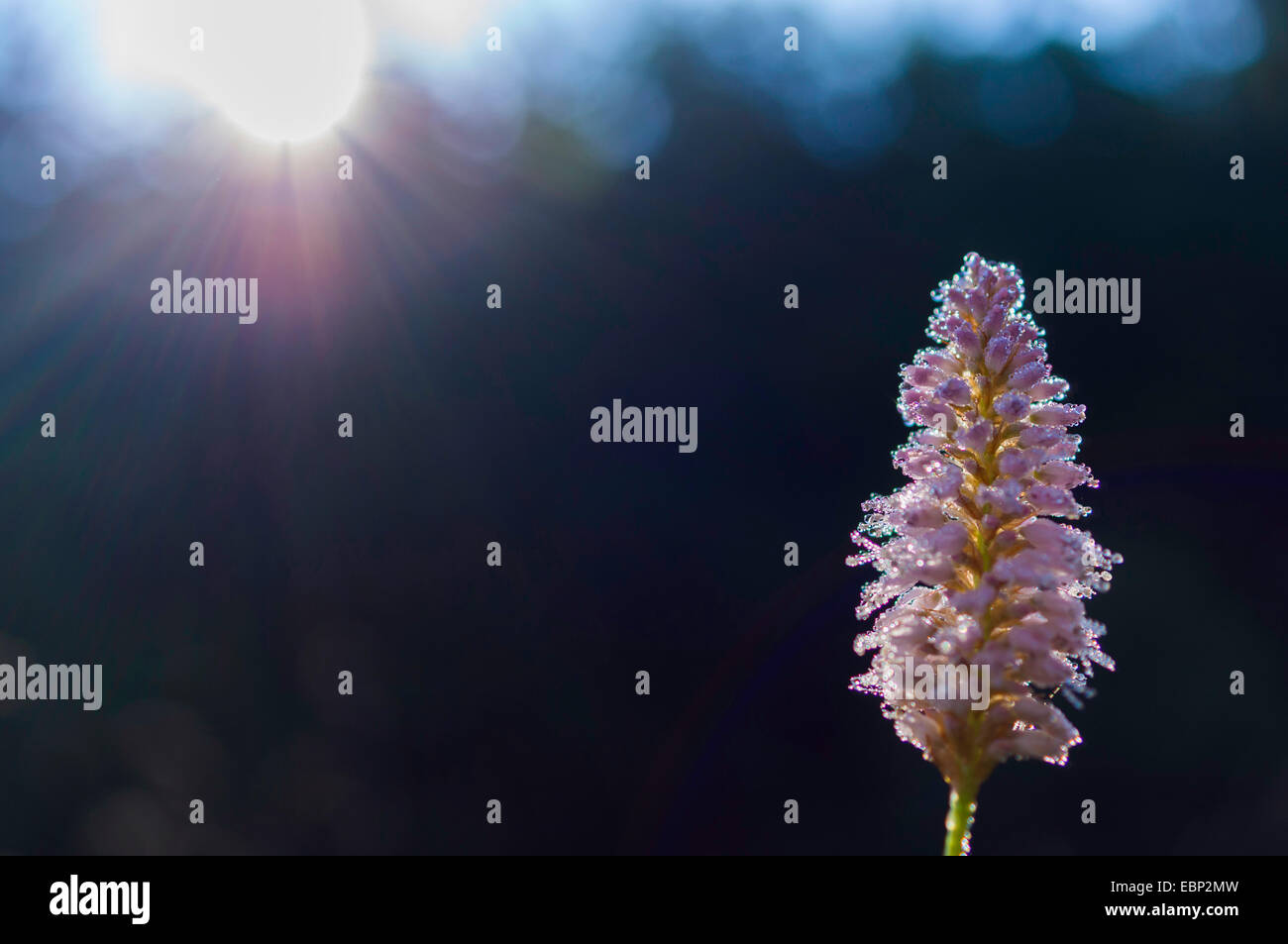 Common bistort, Meadow bistort (Polygonum bistorta, Bistorta officinalis, Bistorta major, Persicaria bistorta), inflorescence in backlight, Germany, Saxony Stock Photo
