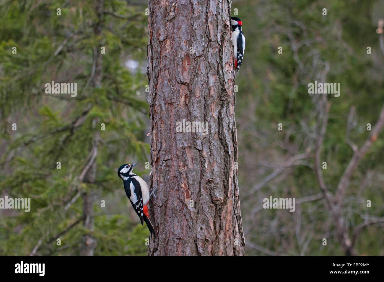 Great spotted woodpecker (Picoides major, Dendrocopos major), two woodpeckers on the feed at a pine trunk, Norway, Trondheim Stock Photo