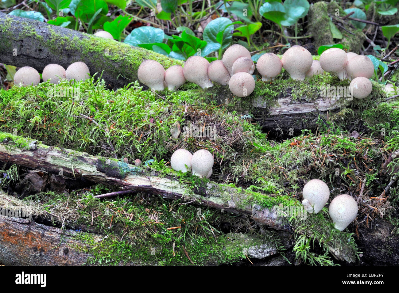 common earthball (Scleroderma citrinum), large group on rotting wood with moss, Finland Stock Photo