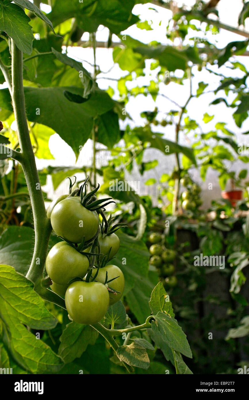 garden tomato (Solanum lycopersicum, Lycopersicon esculentum), unripe tomatoes a the plant Stock Photo