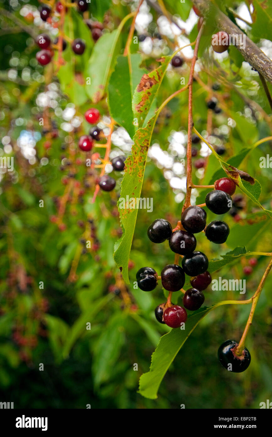 wild black cherry (Prunus serotina), fruiting branch, Germany Stock Photo