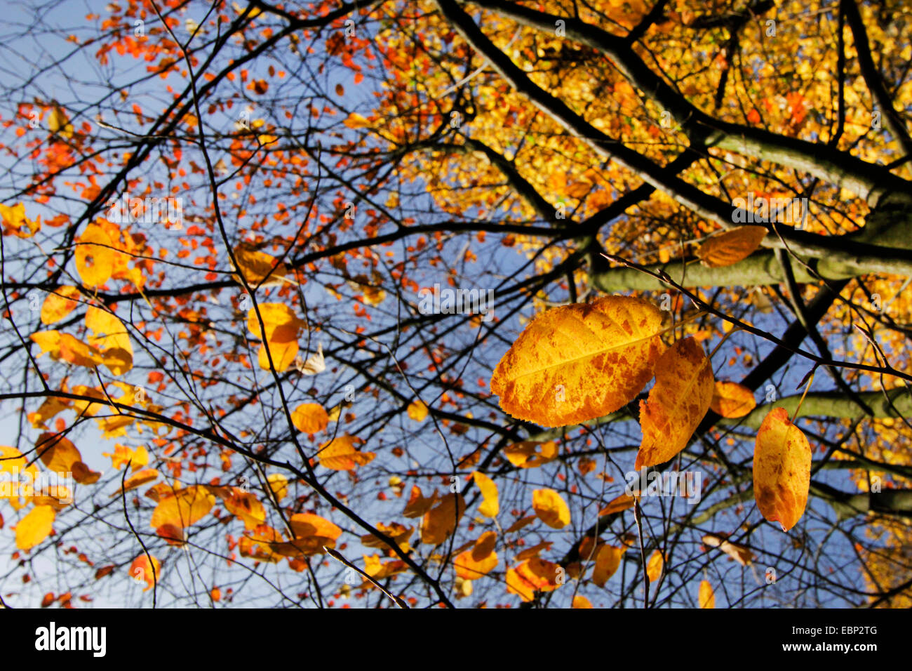 tree with autumn foliage, Germany, North Rhine-Westphalia Stock Photo
