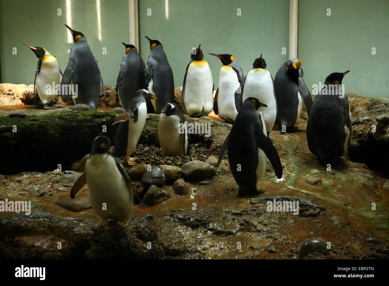 King penguins (Aptenodytes patagonicus) and gentoo penguins (Pygoscelis papua) at Zoo Basel, Switzerland. Gentoo penguins are three smaller penguins seen in the foreground. Stock Photo