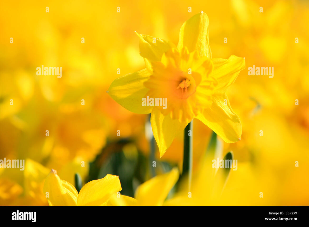 daffodil (Narcissus spec.), blooming Stock Photo