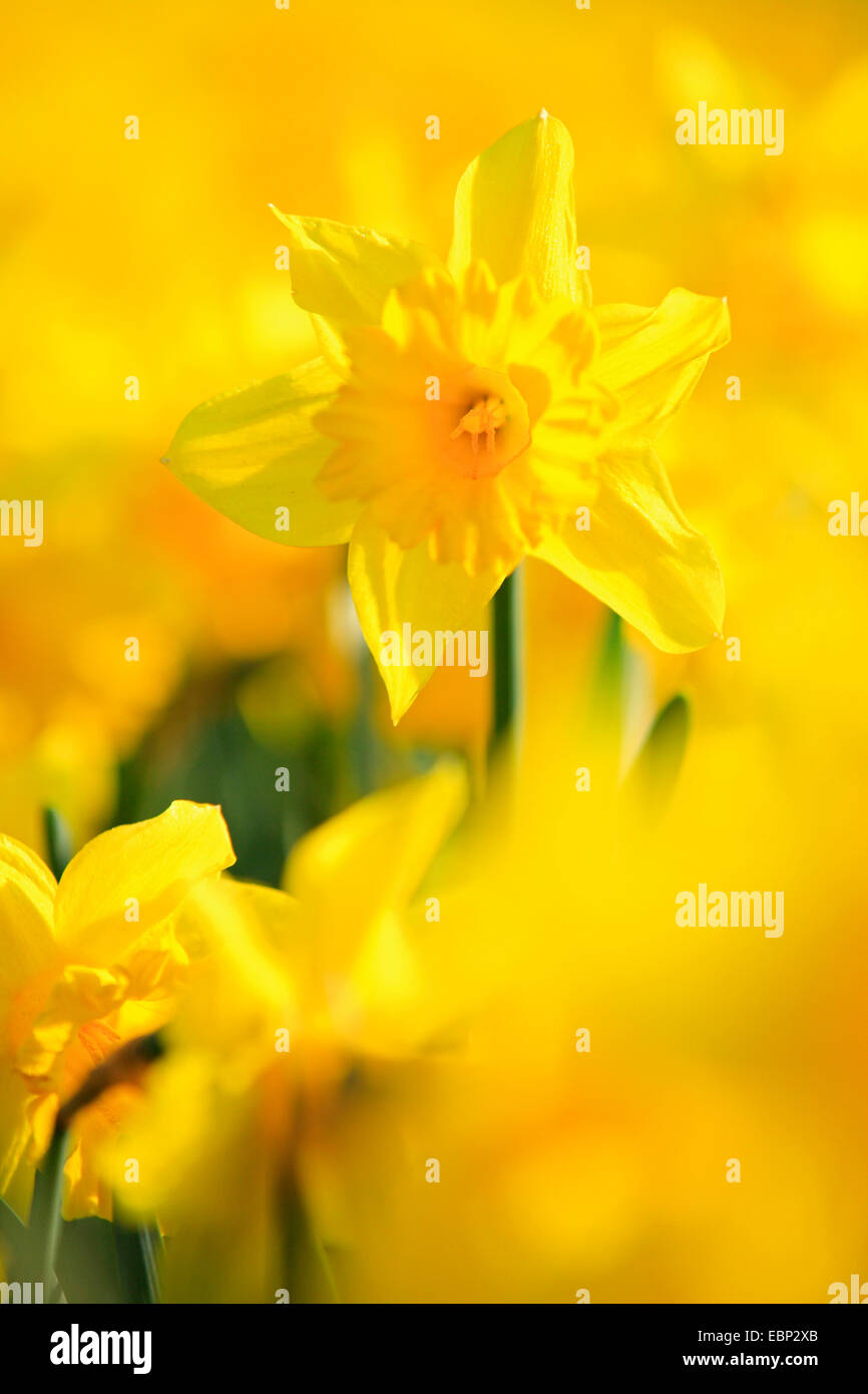 daffodil (Narcissus spec.), blooming Stock Photo