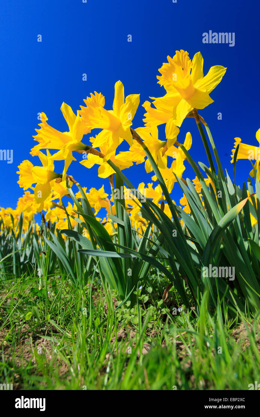 daffodil (Narcissus spec.), in a meadow Stock Photo