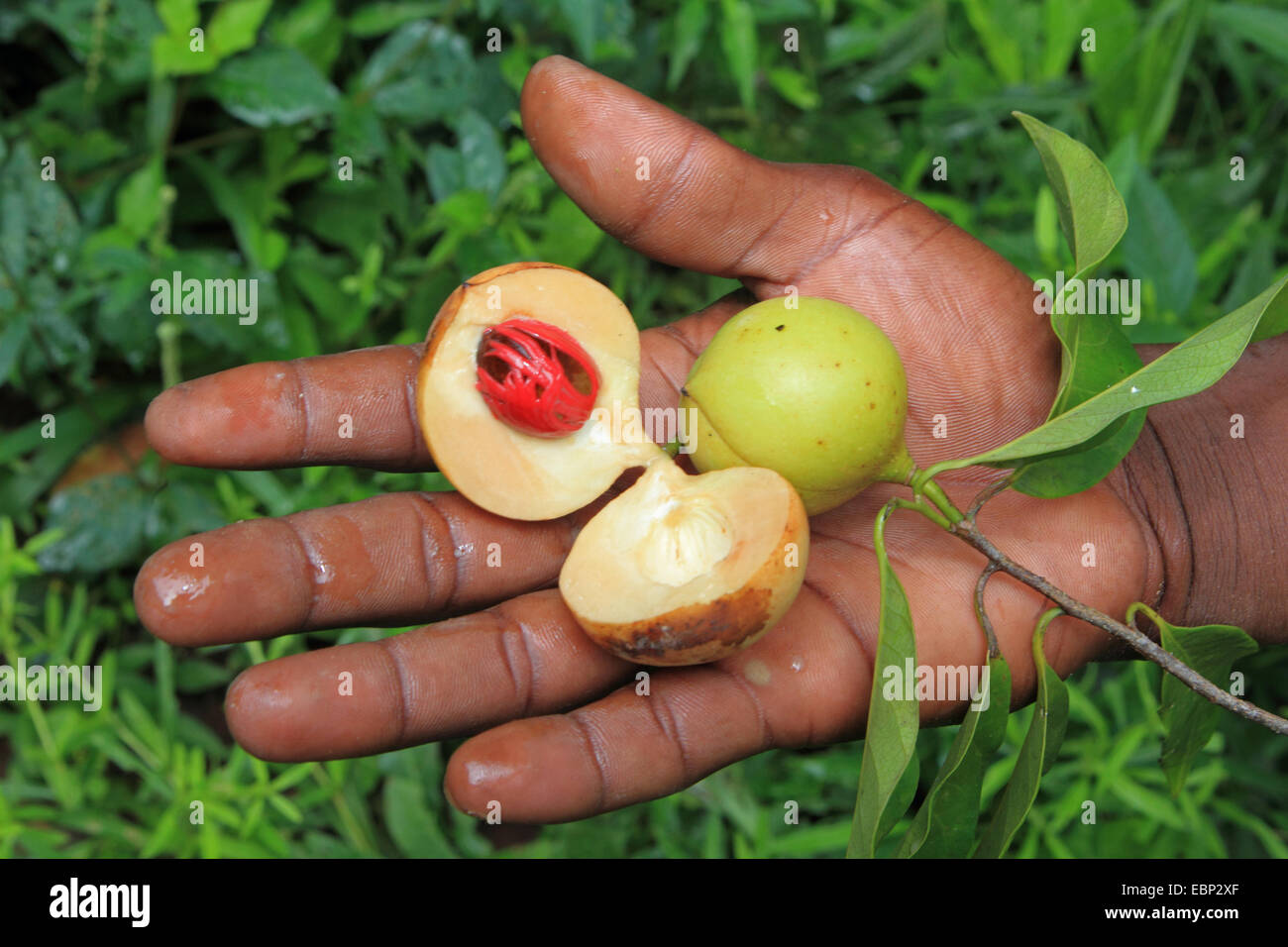 nutmeg, mace (Myristica fragrans), opened fruit in a hand Stock Photo Alamy