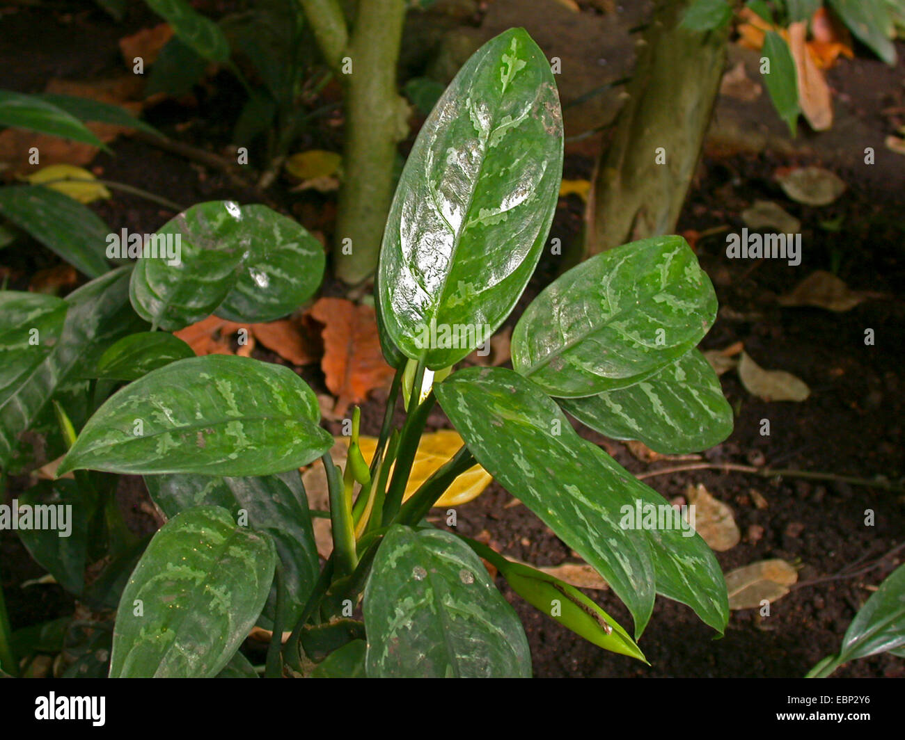 bamboo palm indoor plant Bamboo Palm (Chamaedorea seifrizii)  Lakewood Plant Company
