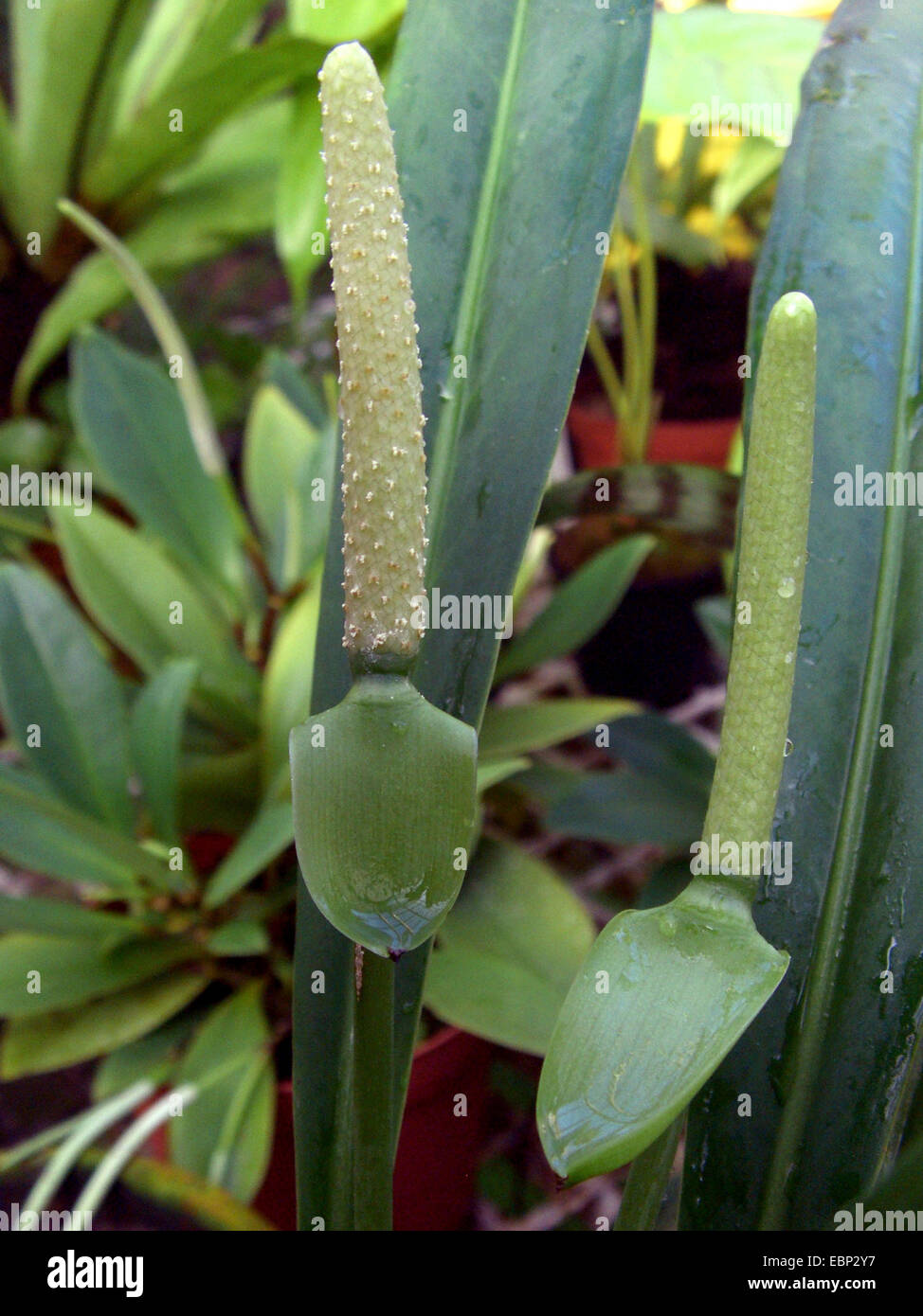 elephant ear plant for sale near me Colocasia Esculenta Aloha - 1 bulb main image 1