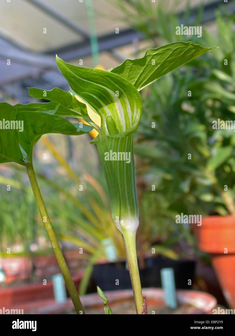 Arisaema amurense (Arisaema amurense), blooming in a green house Stock Photo