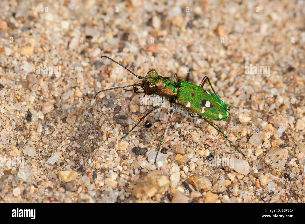Corsican green tiger beetle (Cicindela campestris corsicana, Cicindela campestris), on sandy ground, France, Corsica Stock Photo