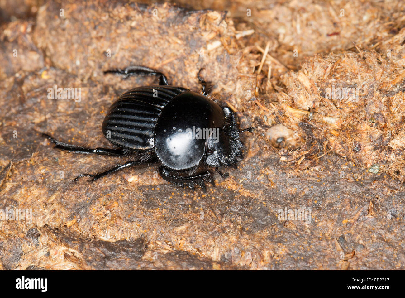 Scarab dung beetle, Dung beetle (Scarabaeus laticollis, Ateuchetus laticollis), on bark, France, Corsica Stock Photo