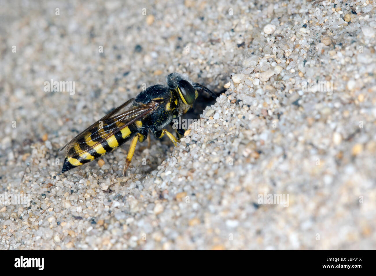 Sand wasp (Bembix oculata), female at its den in the sand Stock Photo