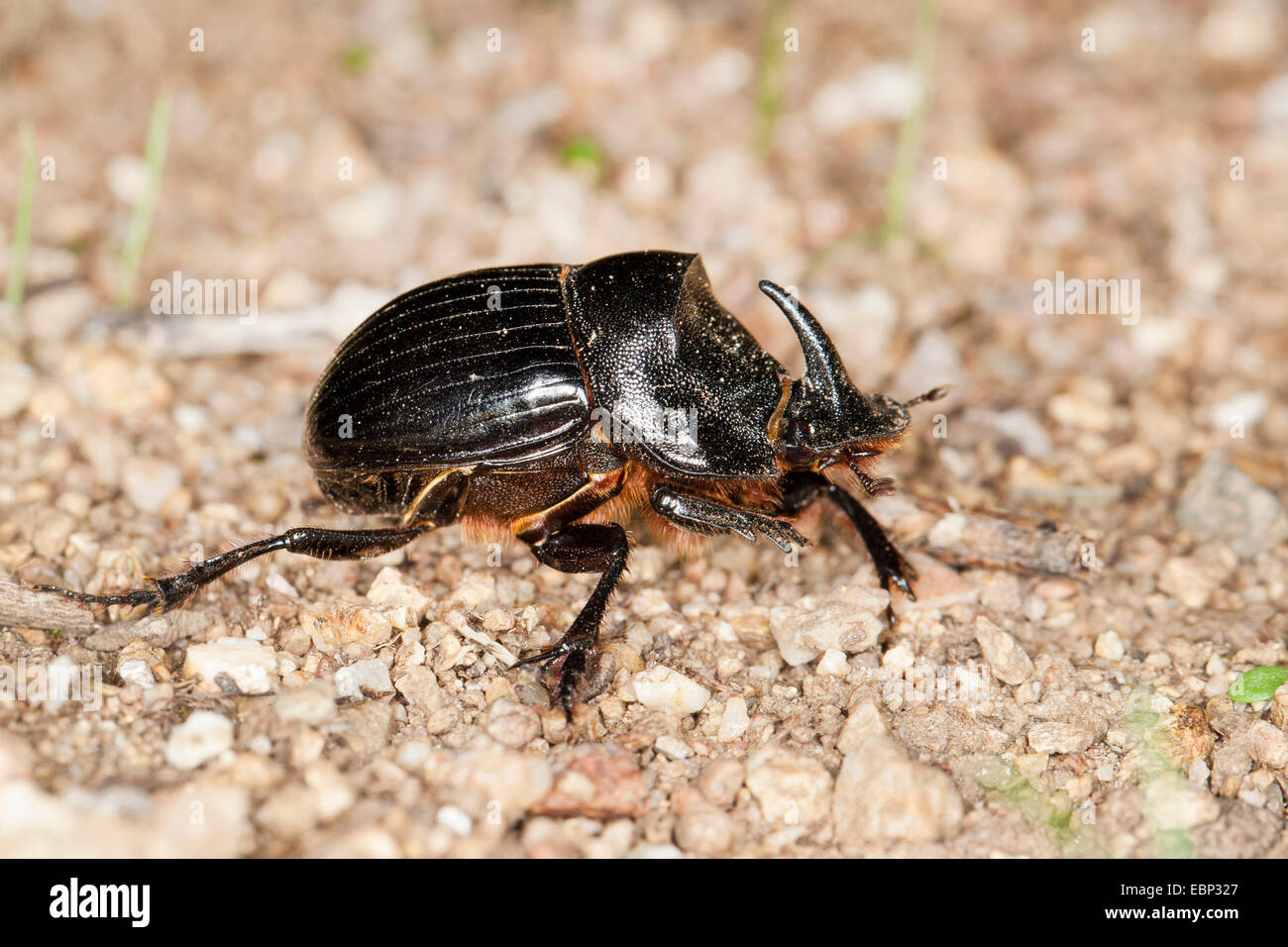 Horned Dung Beetle (Copris hispanus), on the ground Stock Photo