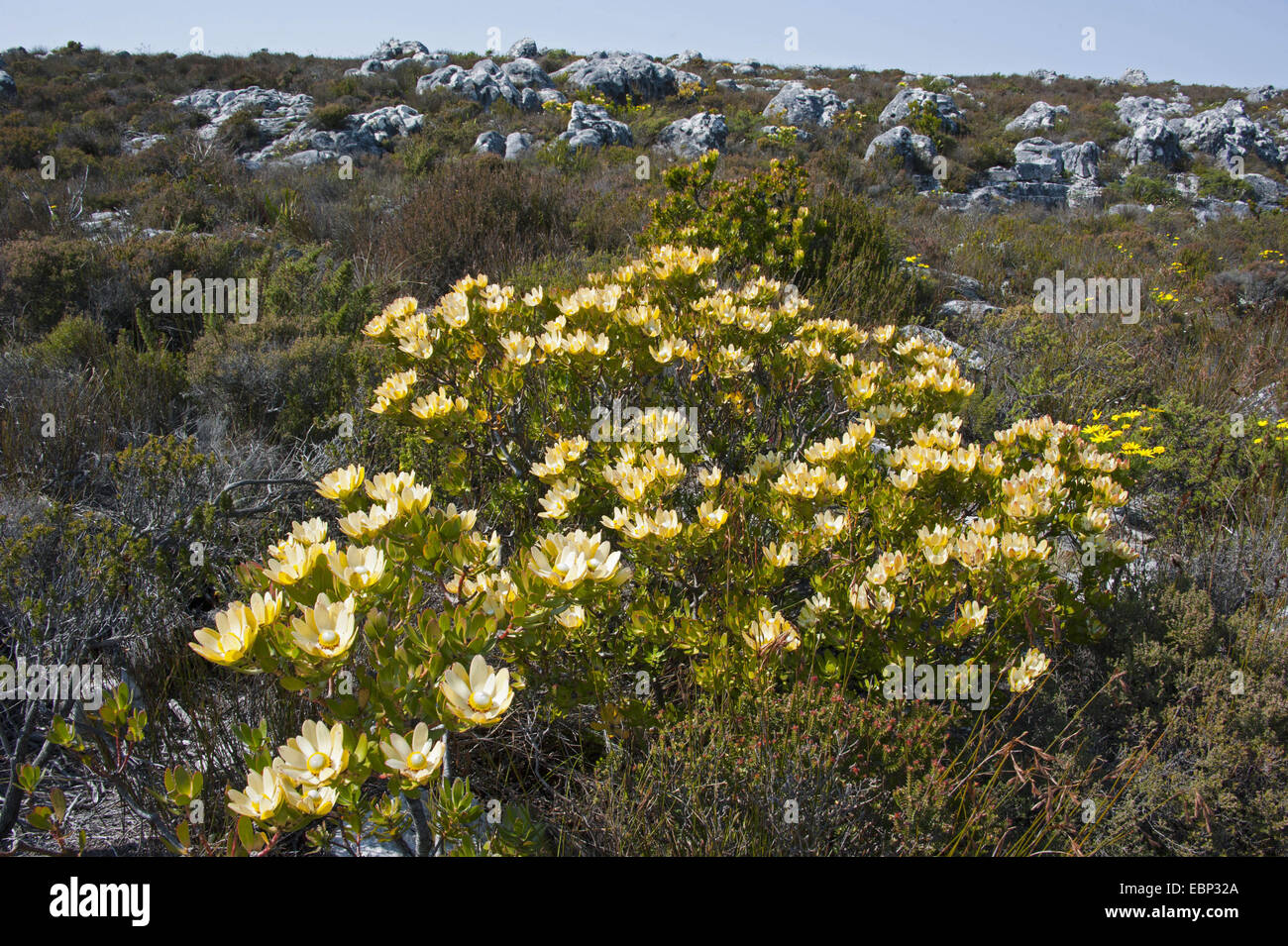 Spicy Cone Bush (Leucadendron tinctum), blooming, South Africa, Western Cape, Table Mountain National Park Stock Photo