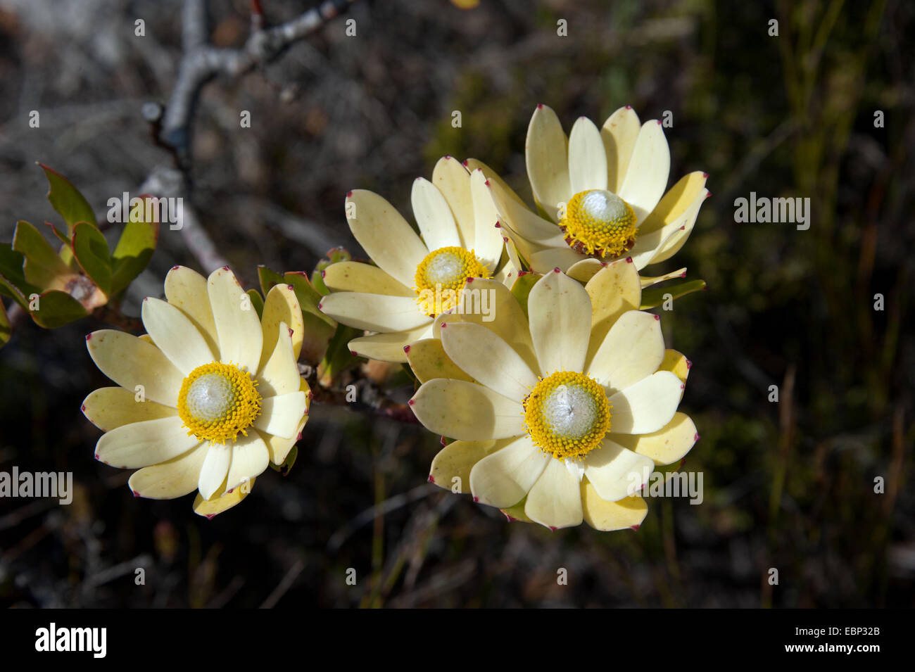 Spicy Cone Bush (Leucadendron tinctum), blooming, South Africa, Western ...