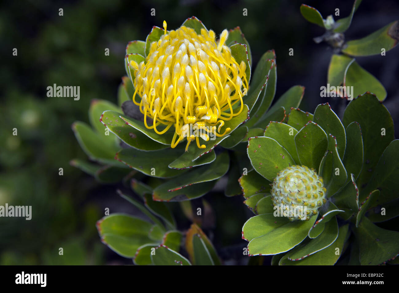 sugar bush (Protea spec.), blooming, South Africa, Western Cape Stock Photo