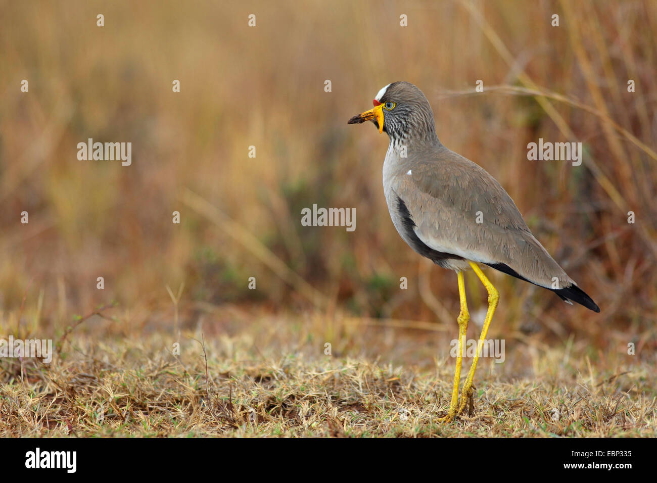 Senegal wattled plover (Vanellus senegallus), standing on the ground, South Africa, Ithala Game Reserve Stock Photo