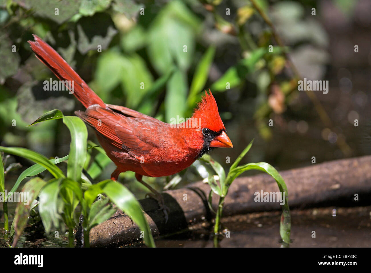 common cardinal (Cardinalis cardinalis), male, USA, Florida, Corkscrew Swamp Stock Photo