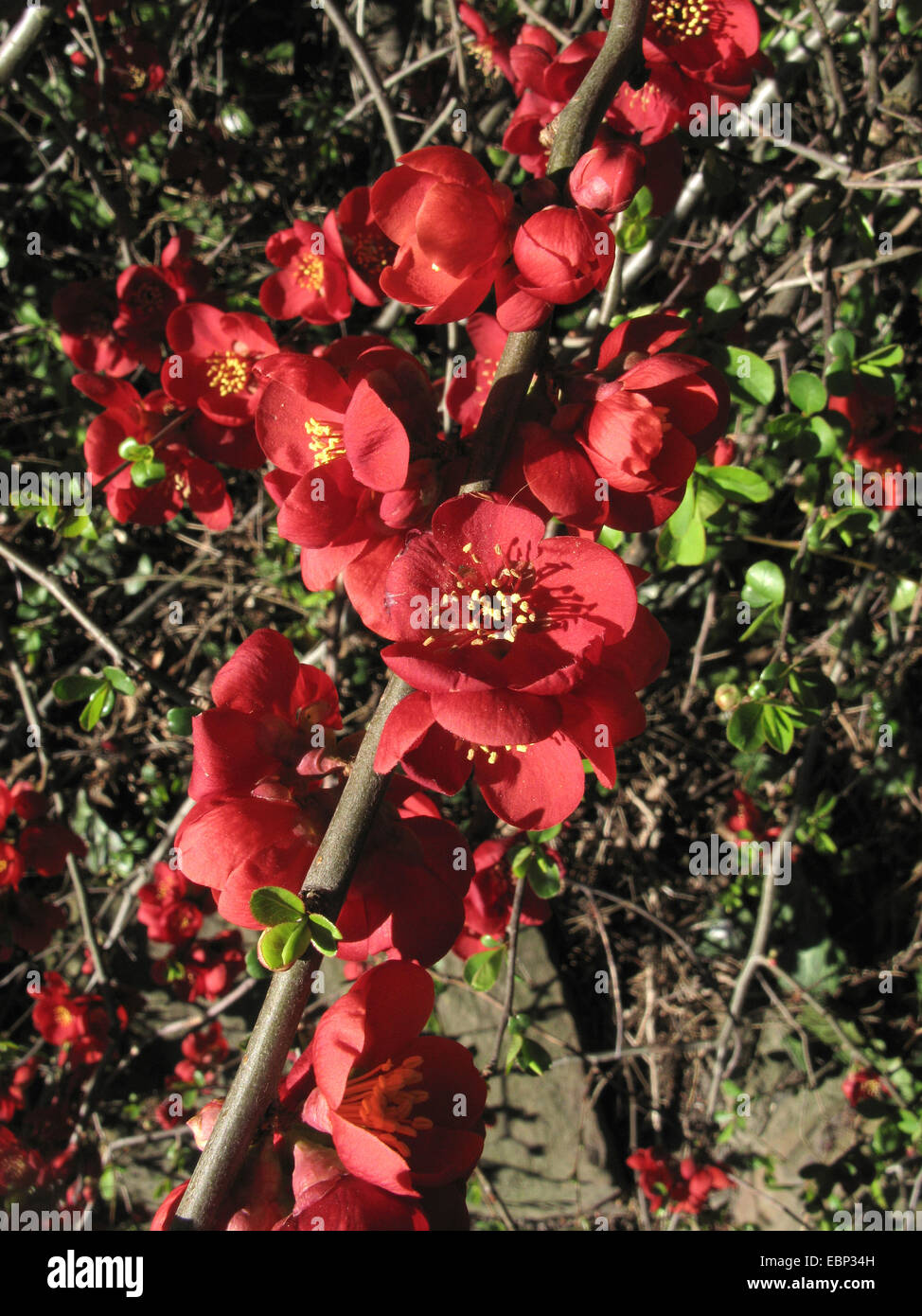 Quince (Chaenomeles spec.), flowering quince Stock Photo