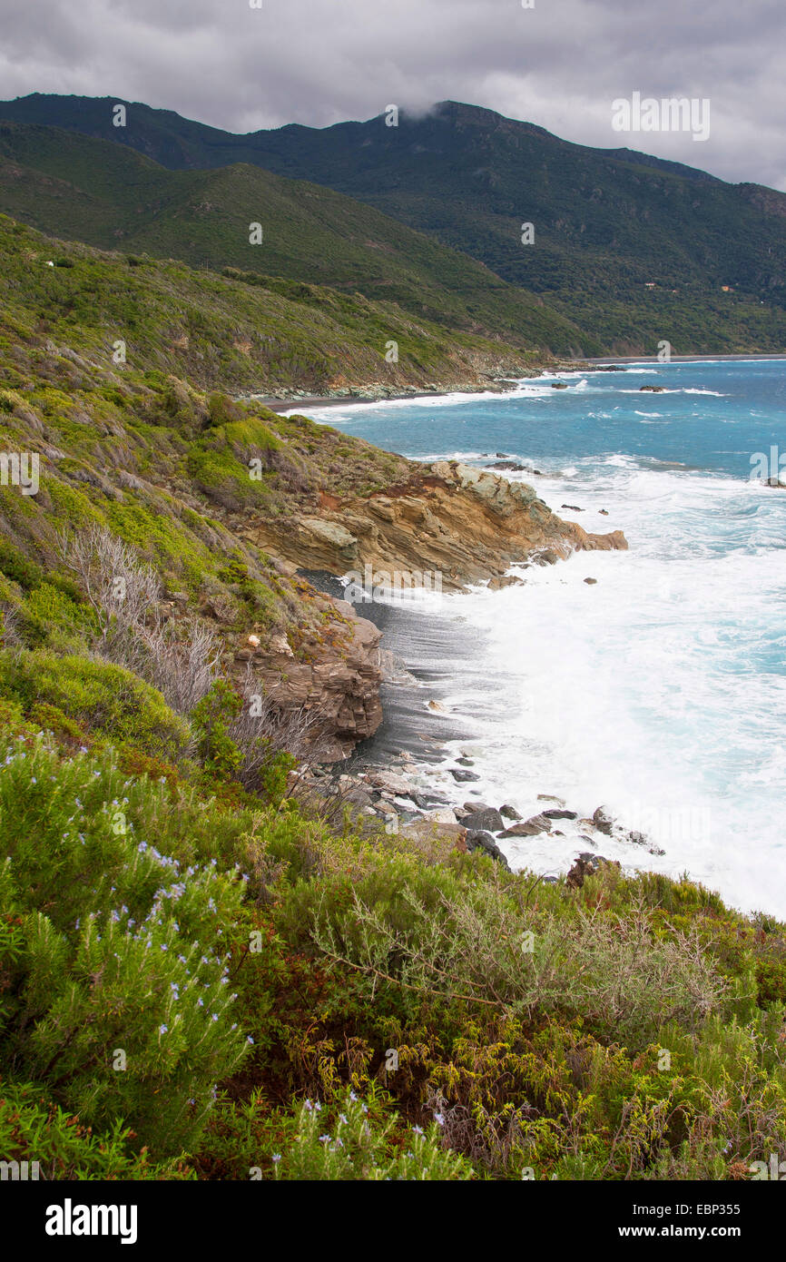 Maquis shrubland at rocky coast, France, Corsica Stock Photo