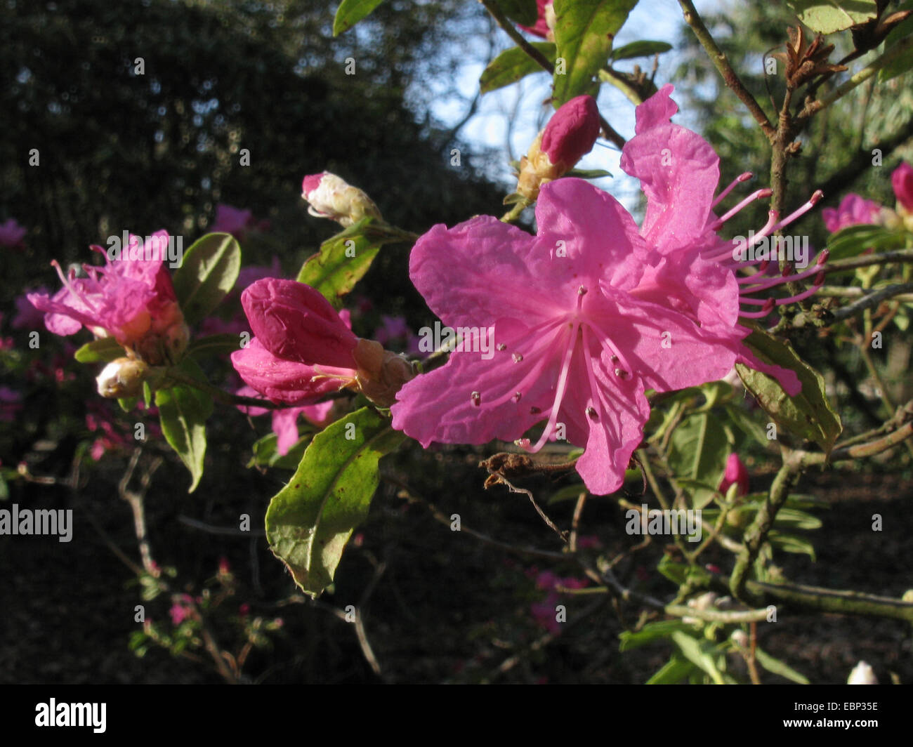 Chinese Alprose, Dahurian azalea (Rhododendron dauricum 'Ostara ...