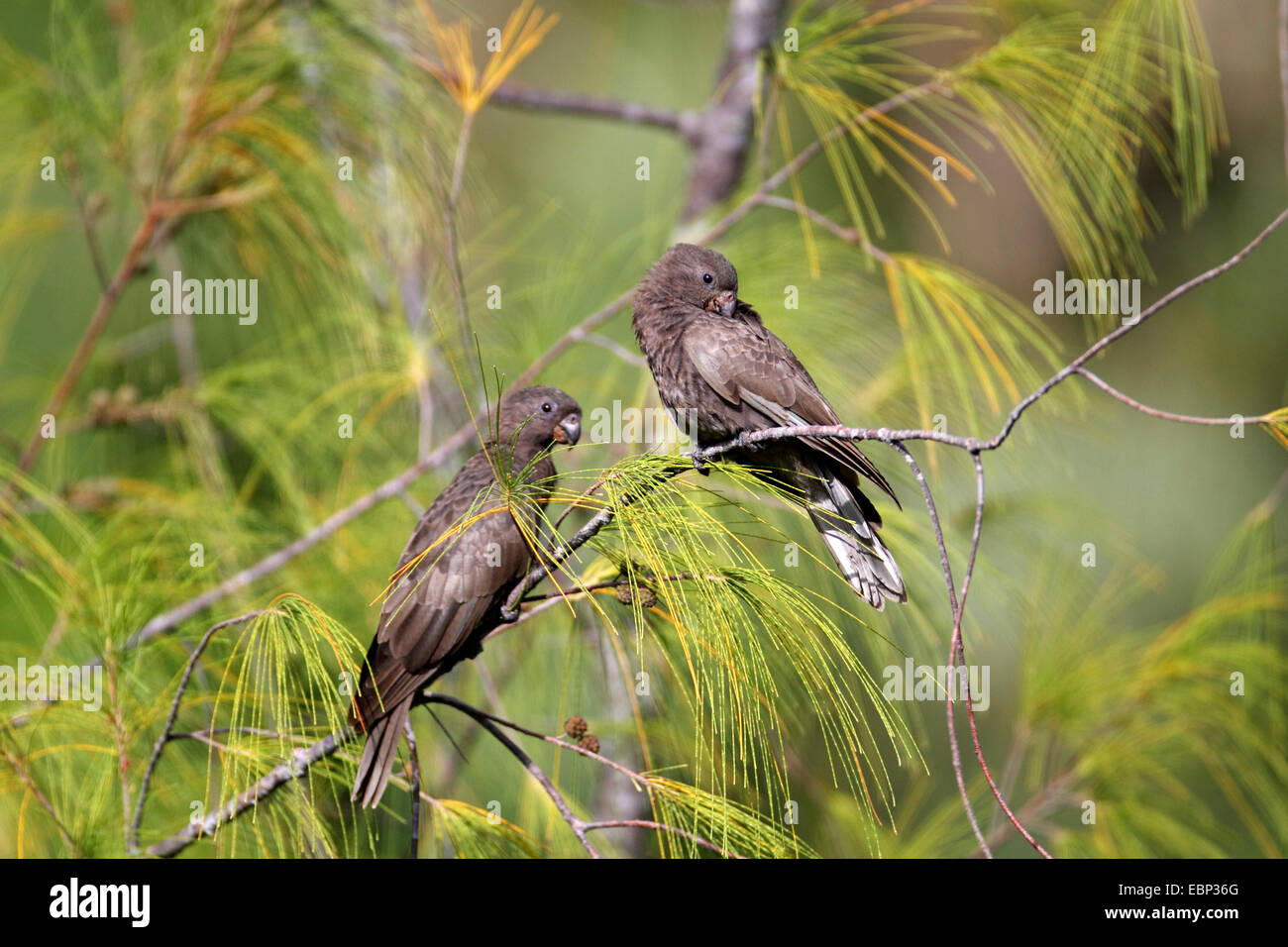 Black parrot (Coracopsis nigra), two adult birds sitting in a she-oak, Seychelles, Praslin Stock Photo