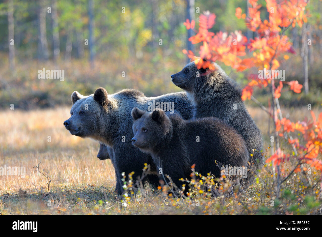 European brown bear (Ursus arctos arctos), securing bearess with three juveniles , Finland Stock Photo